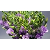 Lisianthus Du Croma Lavender