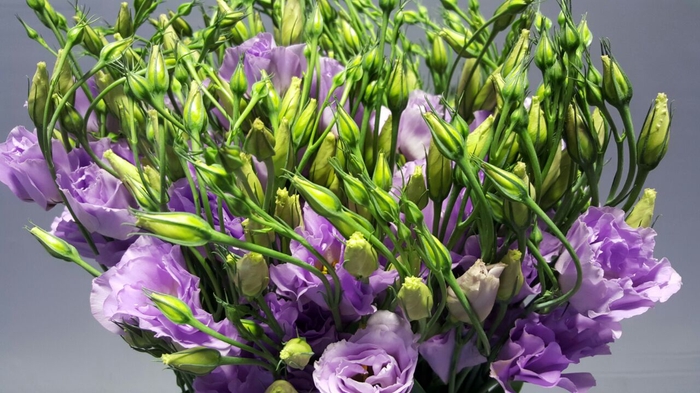 Lisianthus Du Croma Lavender