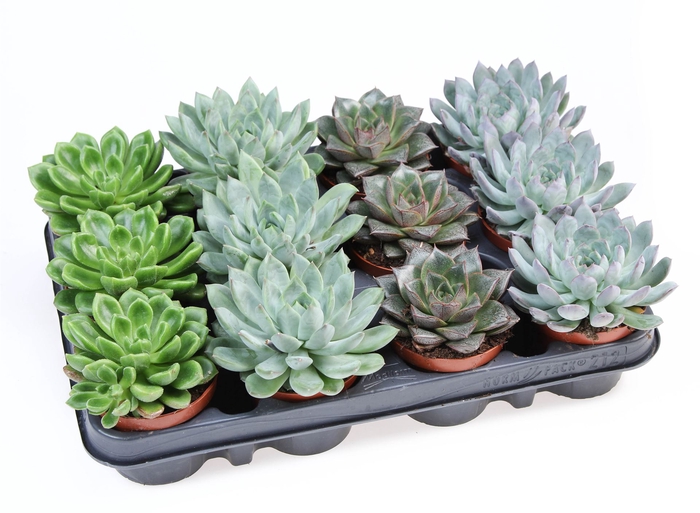 <h4>Echeveria   ...mix</h4>