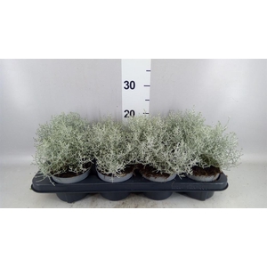 Leucophyta brownii 'Whimsy Silv'