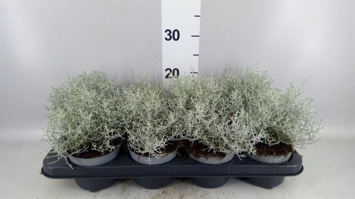 <h4>Leucophyta brownii 'Whimsy Silv'</h4>