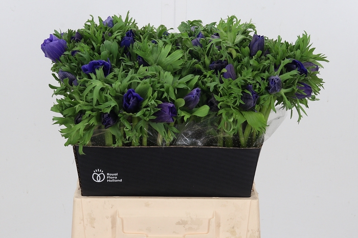 <h4>Anemone Galil Blauw</h4>