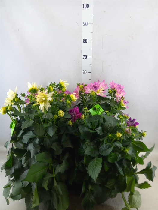 <h4>Dahlia DE 'XXL Aztec'   ...patio</h4>