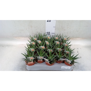 Haworthia fasciata 'Big Band'