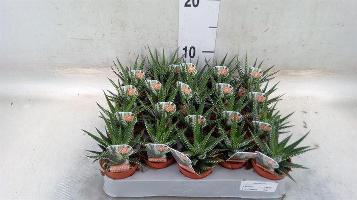 <h4>Haworthia fasciata 'Big Band'</h4>