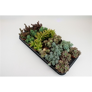 Sedum Mix