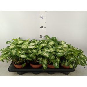 Syngonium  'Pixie'