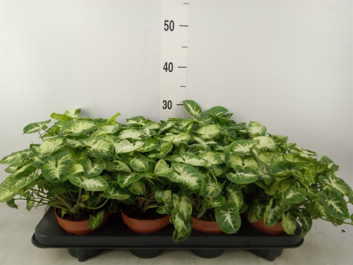 <h4>Syngonium  'Pixie'</h4>