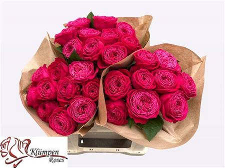 <h4>Rosa a grande fleur Just More!</h4>