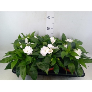 Impatiens NG 'ColPow White'
