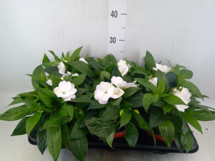 <h4>Impatiens NG 'ColPow White'</h4>