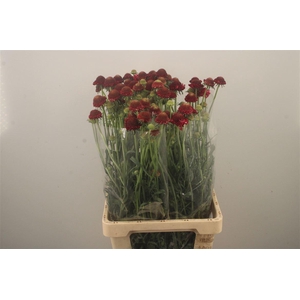 Scabiosa Focal Strawb Scoop