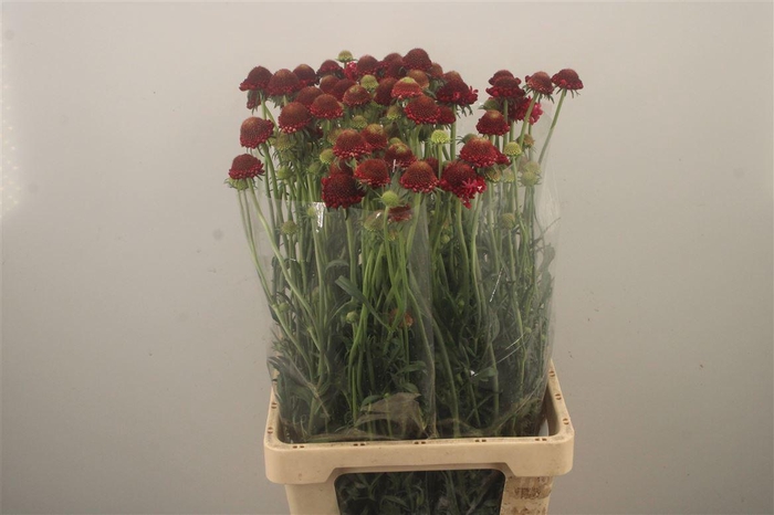 <h4>Scabiosa Focal Strawb Scoop</h4>