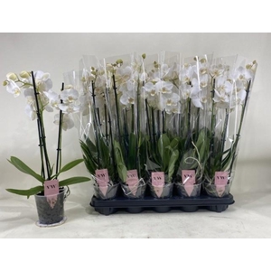 PHAL AN INVERNESS