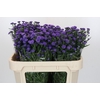 Aster Baby Parade