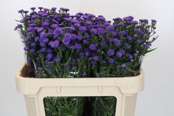 <h4>Aster Baby Parade</h4>