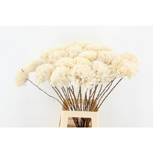 Stick Shola Zinnia Ø 12Natural