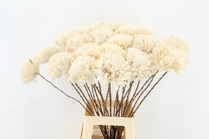 <h4>Stick Shola Zinnia Ø 12Natural</h4>