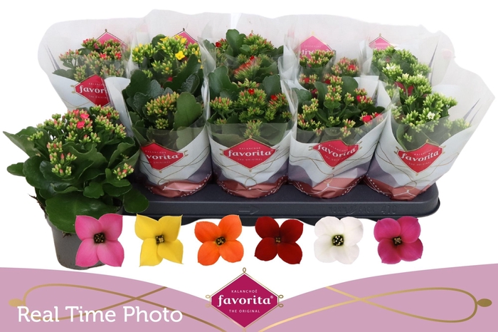 <h4>KAL EN GEM 6 KL</h4>