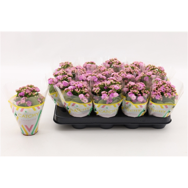 <h4>Kalanchoe Double Pink</h4>
