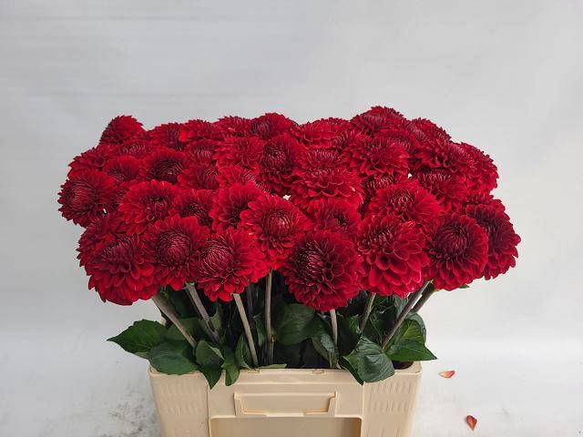<h4>DAHL RED FOX</h4>