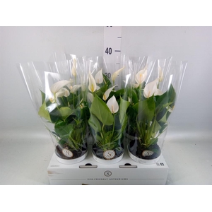Anthurium  'Banderola Cava'