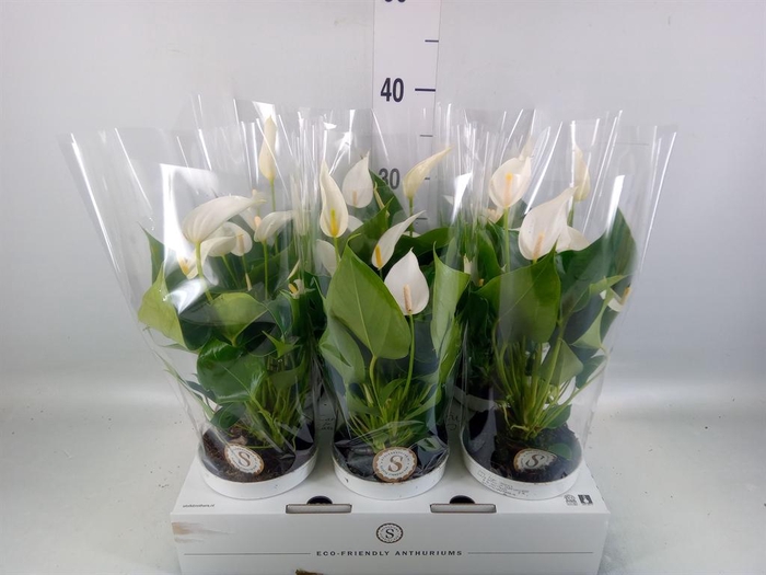 <h4>Anthurium 'Banderola Cava'</h4>