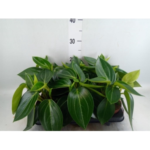 Peperomia