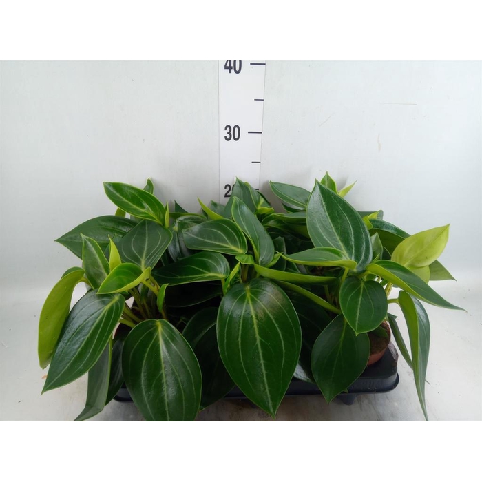 <h4>Peperomia</h4>