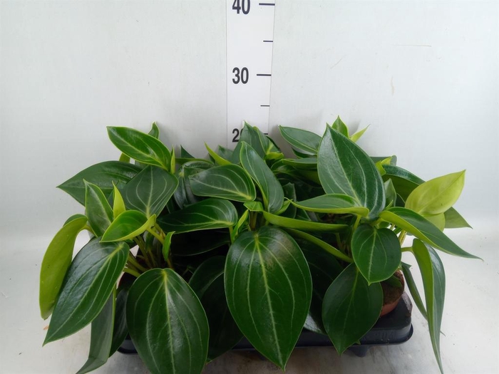 <h4>Peperomia</h4>