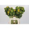 Helianthus Orange Fire