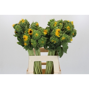 Helianthus Orange Fire