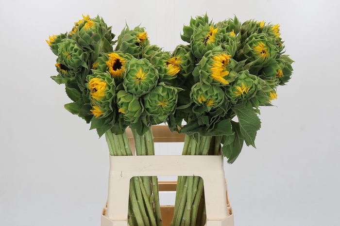 Helianthus Orange Fire
