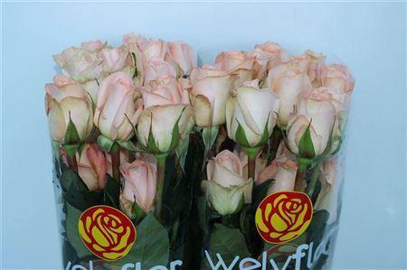 <h4>R Gr Tiffany!</h4>