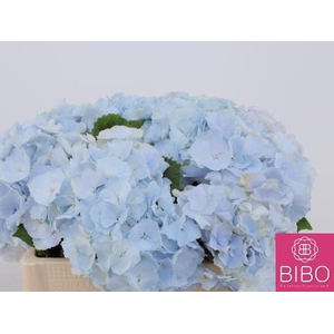 HORT VERENA BLUE HYDR M CH VERENA B