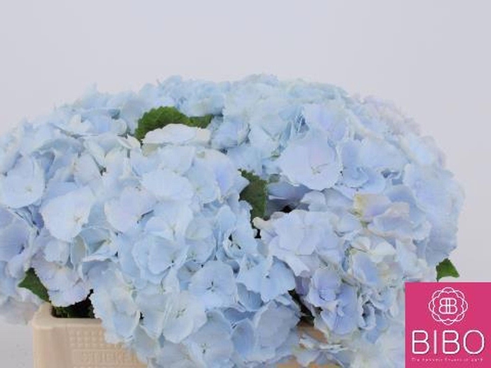 <h4>HORT VERENA BLUE HYDR M CH VERENA B</h4>