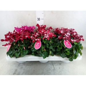Cyclamen KL 'Djix'