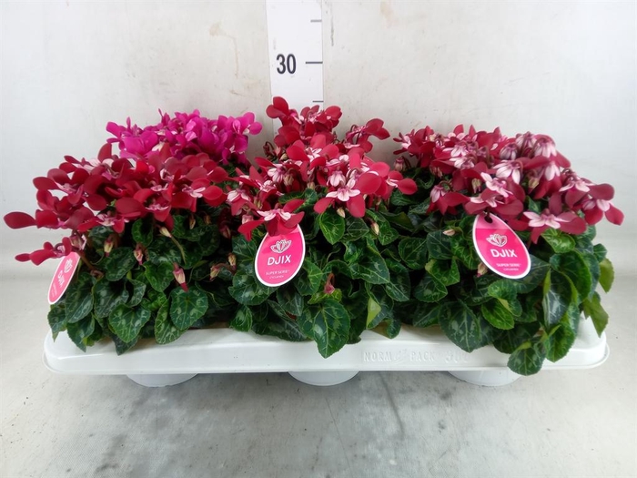 <h4>Cyclamen KL 'Djix'</h4>