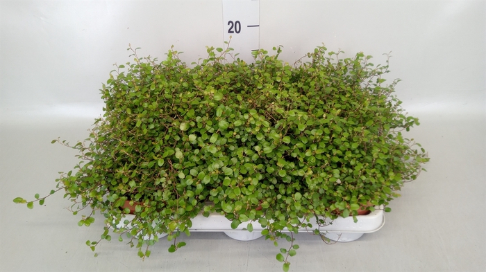 <h4>Muehlenbeckia com. 'Mao'ri'</h4>