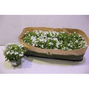 arr8 Camp Por Whi Get Mee