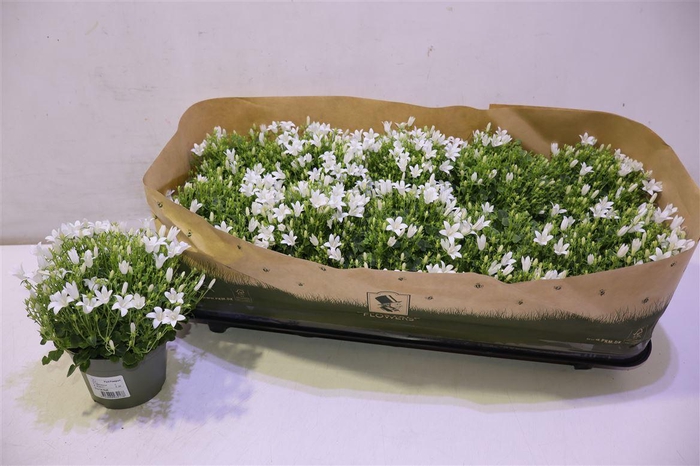 <h4>arr8 Camp Por Whi Get Mee</h4>