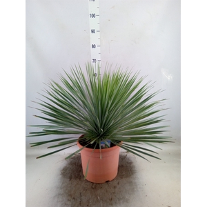 Yucca rostrata