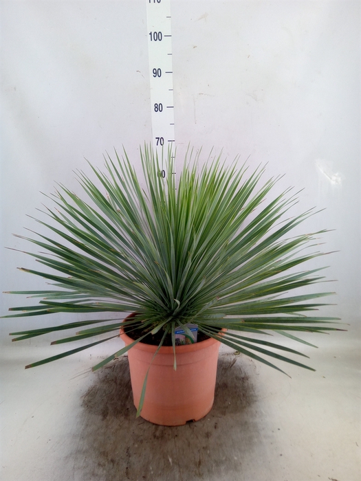 <h4>Yucca rostrata</h4>