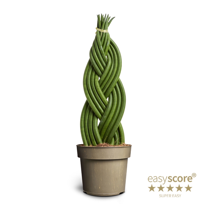 SANSEVIERIA CYLINDRICA P17 BRAID