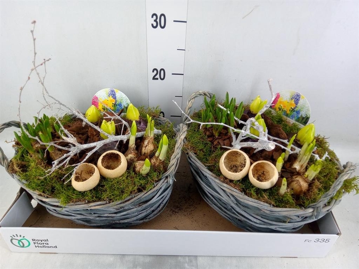 <h4>Arr.   Bol/Knolgewas L%</h4>