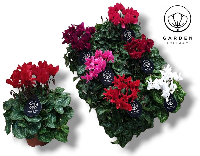 <h4>Cyclamen GARDEN MIX</h4>