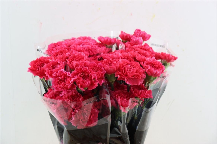 <h4>Di St Oviedo</h4>