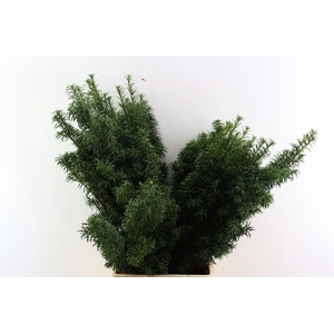 Taxus Green P Pak