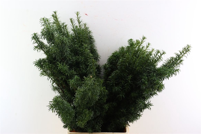 <h4>Taxus Green P Pak</h4>