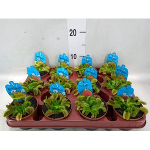 Dionaea muscipula